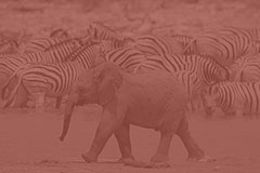 Afbeelding zonder ALT