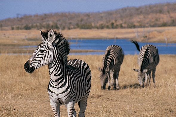 Rundreise Südafrika: Nationalparks & Eswatini, 18 Tage