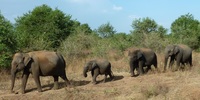 Elefanten, Udawalawe Nationalpark, Sri Lanka