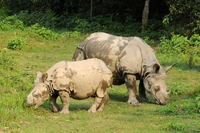 Panzernashörner im Chitwan Nationalpark, Nepal