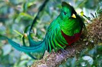 Costa Rica San Gerado de Dota Quetzal Nationalvogel, rundreise costa rica 3 wochen