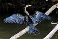 Vogelparadies im Tortuguero Nationalpark, rundreise costa rica 3 wochen