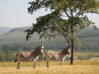 Zebras in Eswatini