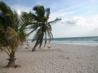 Playa del Carmen Palme und Strand 