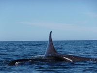 Wale in Puerto Madryn 