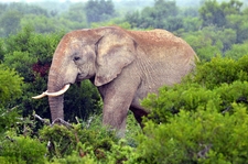 Elefant im Krüger Nationalpark