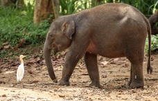 elephant sri lanka 