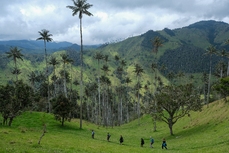 Valle de Cocora, Rundreise Kolumbien 3 Wochen, Kolumbien Rundreise, kolumbien rundreise 3 wochen