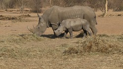 Spitzmaulnashörner, Waterberg, Safari, Südafrika