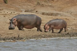 Rundreise Tansania, Safari, Nationalpark, Tarangire