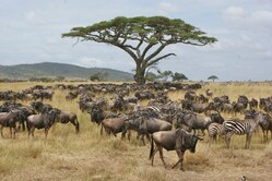 Rundreise Tansania, Serengeti Nationalpark, Tiere