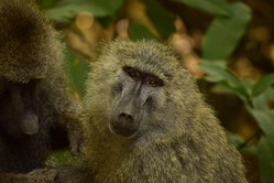 Rundreise Tansania, Tansania Rundreise, Lake Manyara, Paviane, Affen