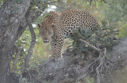 Leopard, Mapungubwe Nationalpark, Safari