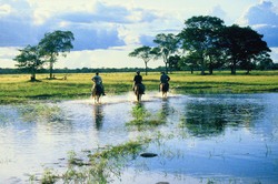 Pantanal, Landschaft, Brasilien