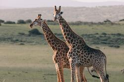 Giraffen, Krüger Nationalpark, Safari, Südafrika