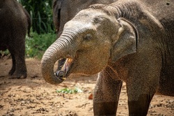 Elefant Udawalawe Sri Lanka