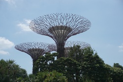 Gardens by the Bay, Bäume, Park, Singapur, Rundreise Singapur