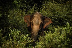 Elefant Sri Lanka