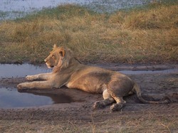 Löwe, Krüger Nationalpark, Safari, Südafrika