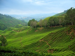 Teeplantage, Cameron Highlands,  Rundreise Thailand, Rundreise Malaysia, Rundreise Singaur