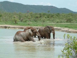 Pilanesberg, Nationalpark, Elefanten, Natur, Safari, Südafrika