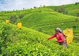 Nuwara Eliya, Teeplantage, Frau am arbeiten, Natur