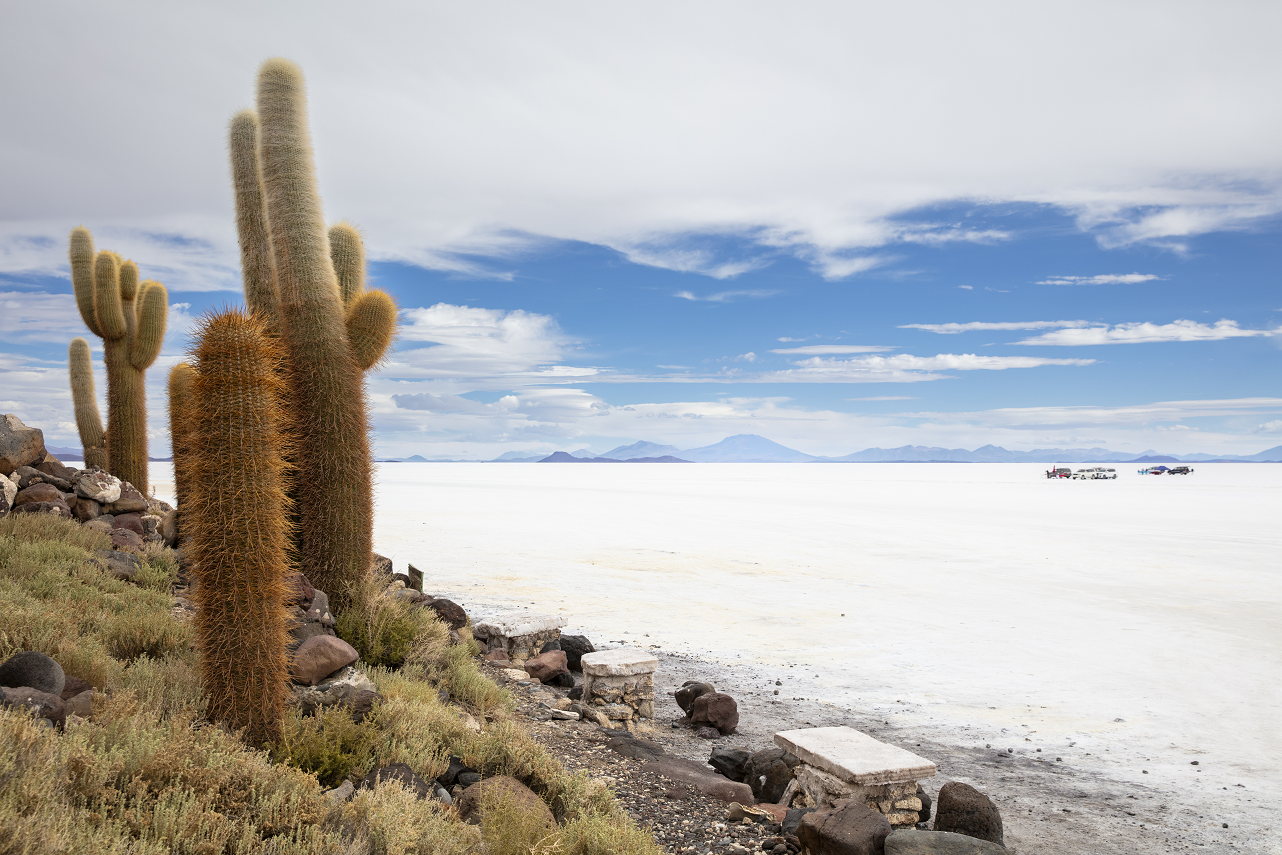 Salar de Uyuni, Salzwüste, Bolivien, Kakteen, Rundreise Bolivien