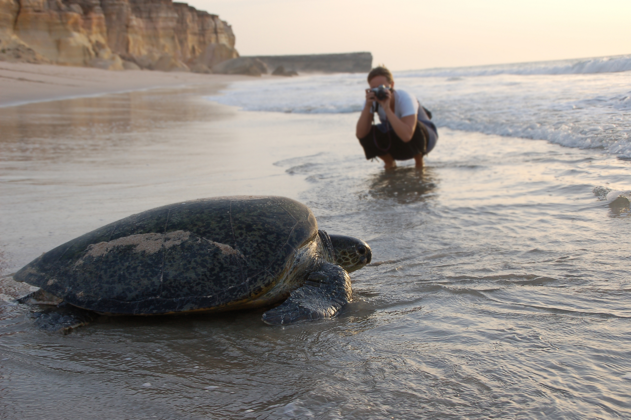 Schildkröte, Strand, Fotografieren